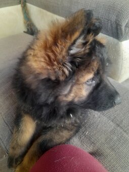 Německý ovčák s PP štěňata - 4