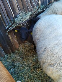Ovce suffolk letošní jehnice - 4