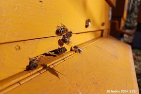 VČELÍ MED PŘÍMO OD VČELAŘE. - 4