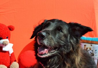 MIA - 35 kg, kastrovaná fenečka 10 let - 4