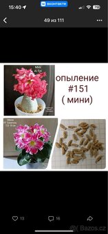 adenium obesum mini - 4