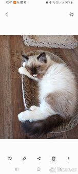 Kočička ragdoll - 4