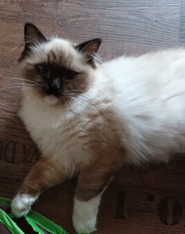 Kočička seal mitted ragdoll s PP - 4