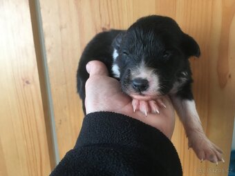 Border Kolie - 4