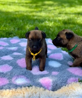 Belgický ovčák malinois s PP - 4
