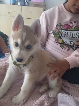 Sibiřský husky s československým vlčákem - 4