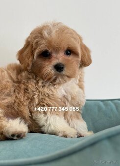 Maltipoo Caramel, pejsek – 1200€ - 4