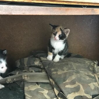 Koťata 6 týdnů - 4