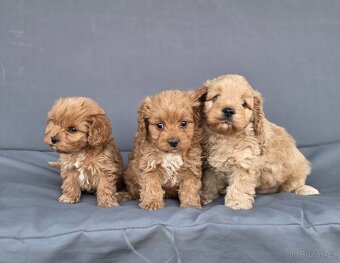 Cavapoo - 4
