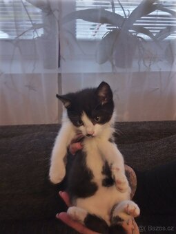 Daruji koťátka - 4
