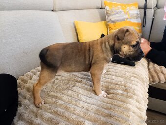 🐾 Americký stafordšírský teriér - 4