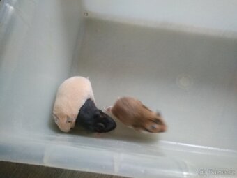 Křeček syrský/zlatý - 4