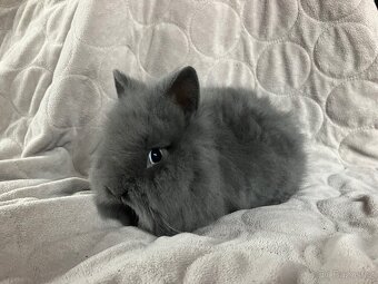 Zakrslý králík Teddy, lvíček i krátkosrstý - 4