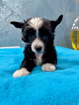 Čínský chocholatý pes s PP - labutěnka Cody - 4