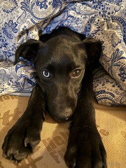 Stěně husky křížený s labradorem - 4