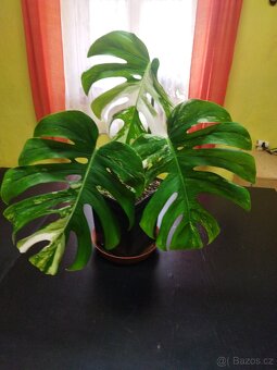 Monstera deliciosa variegata - 4