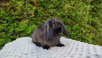 Zakrslý beránek, králíček, králík - PEGAS - 4