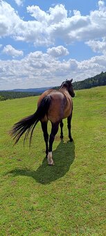 KLISNIČKA po QH 3 roky - 4