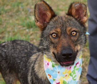 AJSCHA K ADOPCI - 3,5 ROKU, MILÁ, HODNÁ, VHODNÁ K DĚTEM - 4