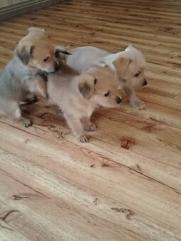 Štěňata yourksir - čivava - 4