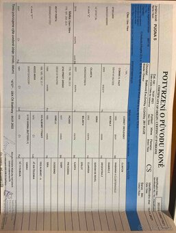 Prodám 4letou klisnu - 4