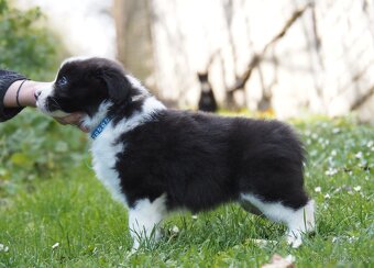 Border kolie s PP - kluk - 4