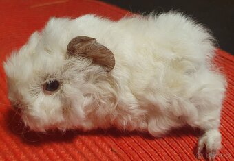 Prodám dlouhosrstá morčata lunkarye - 4