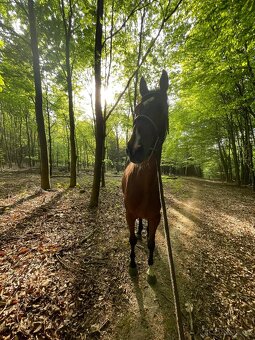 Čtyřletý valach A1/1 - 4