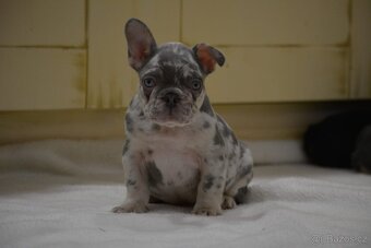 Francouzsky buldoček - 4