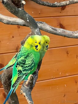 Andulka Vlnkovaná - 4