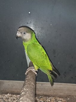 Papoušek senegalský - 4