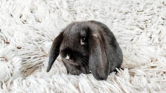 Zakrslý beránek, králíček, králík-PEGGY - 4