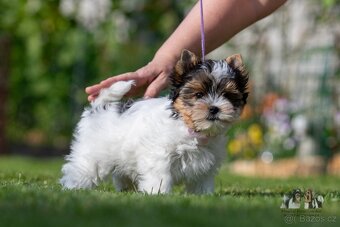 Biewer terrier -  fenka  s PP - 4