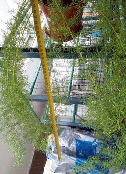 Asparagus - 4