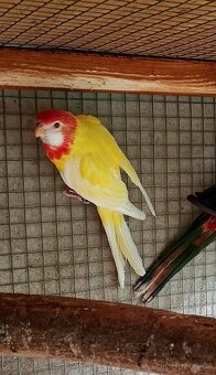 Rozely pestré lutino a přírodní - 4