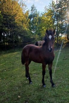 Hřebeček Wpbr s PP - 4