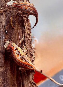 Phelsuma & Geckos - 4