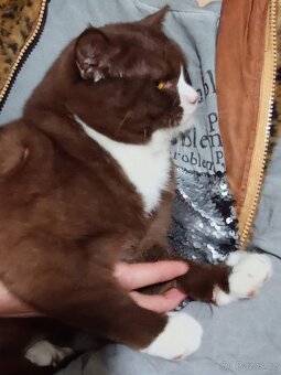 Skotská klapouchá, kocourek, odrostlejší kotě. - 4