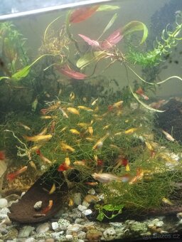 Prodej s vlastního chovu - 4