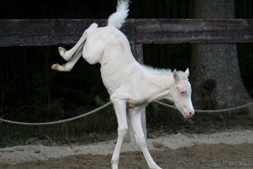 Mare with cremello foal - 4