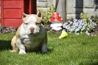 American bully s PP - 4