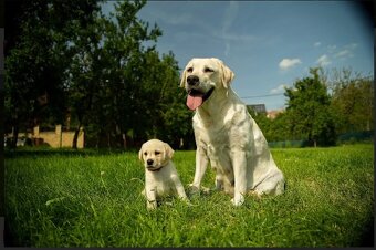 Štěňátka s PP Labradorský retriever - 4