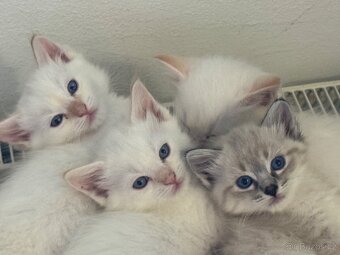 Ragdoll - 4