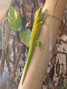 Kompletní terarijní set s felzumou (Phelsuma Grandis) - 4