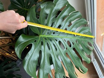 Krásná pokojová rostlina Monstera – 18 listů, výška 175 cm - 4