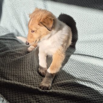 Štěně kolie hledá milující domov - 4