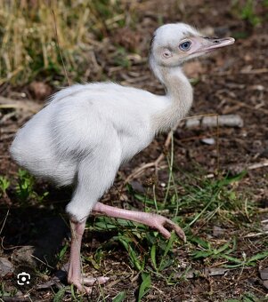 Nandu Pampovy KOUPIM - 4