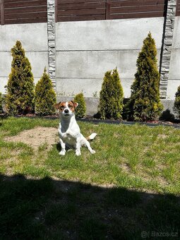 Jack Russel - 4