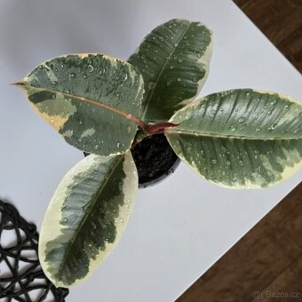 Ficus elastica Roxb. ex Hornem. - 4