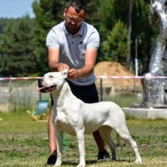 ARGENTÍNSKA DOGA ( Dogo Argentino ) - 4